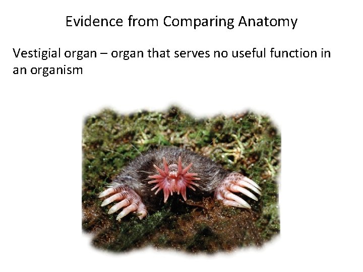 Evidence from Comparing Anatomy Vestigial organ – organ that serves no useful function in