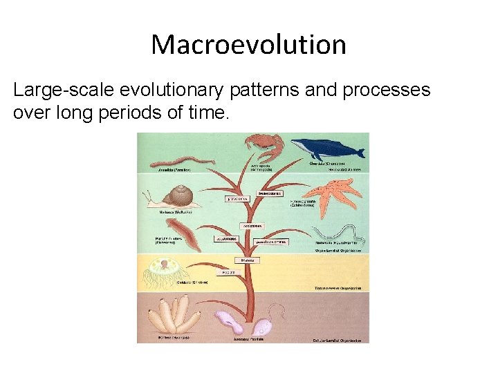 Macroevolution Large-scale evolutionary patterns and processes over long periods of time. 