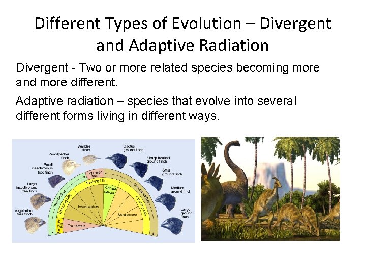 Different Types of Evolution – Divergent and Adaptive Radiation Divergent - Two or more