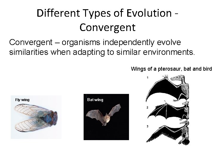 Different Types of Evolution Convergent – organisms independently evolve similarities when adapting to similar