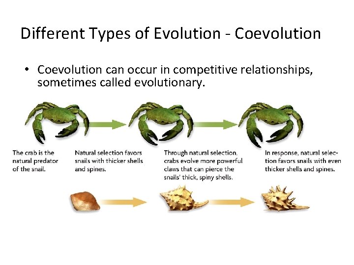 Different Types of Evolution - Coevolution • Coevolution can occur in competitive relationships, sometimes