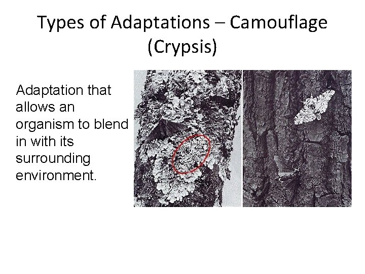 Types of Adaptations – Camouflage (Crypsis) Adaptation that allows an organism to blend in