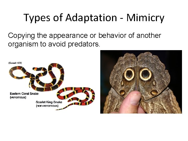 Types of Adaptation - Mimicry Copying the appearance or behavior of another organism to