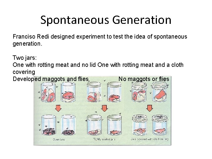 Spontaneous Generation Franciso Redi designed experiment to test the idea of spontaneous generation. Two