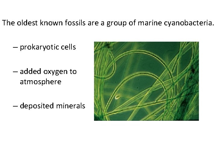 The oldest known fossils are a group of marine cyanobacteria. – prokaryotic cells –