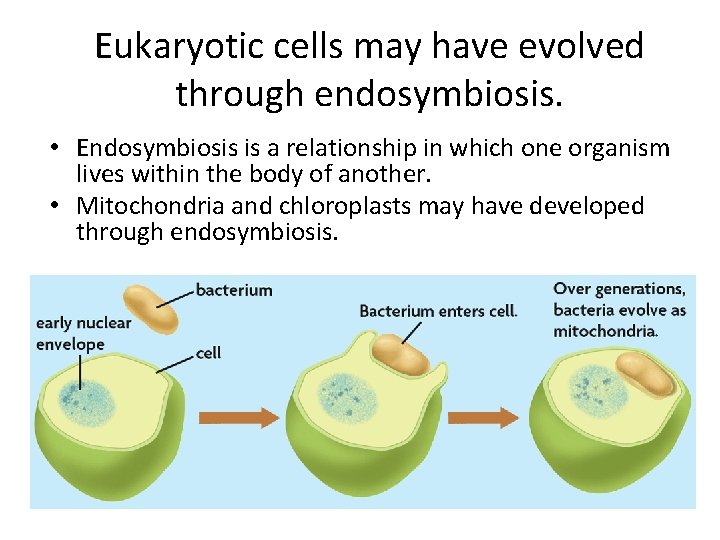 Eukaryotic cells may have evolved through endosymbiosis. • Endosymbiosis is a relationship in which