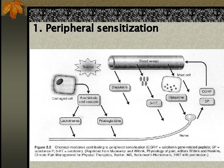 1. Peripheral sensitization 