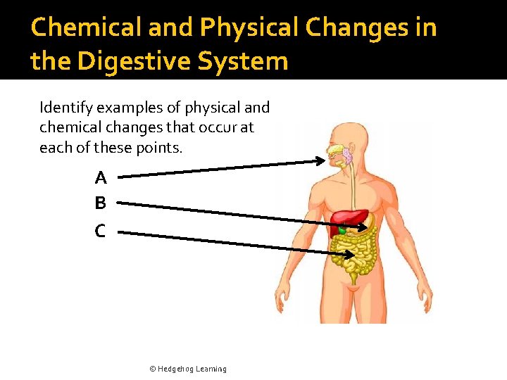 Chemical and Physical Changes in the Digestive System Identify examples of physical and chemical