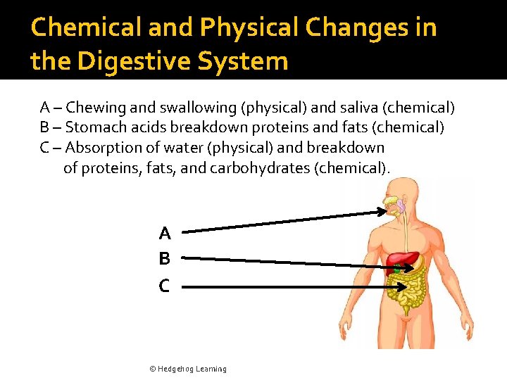 Chemical and Physical Changes in the Digestive System A – Chewing and swallowing (physical)