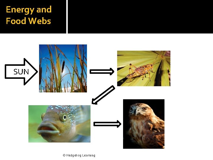 Energy and Food Webs SUN © Hedgehog Learning 