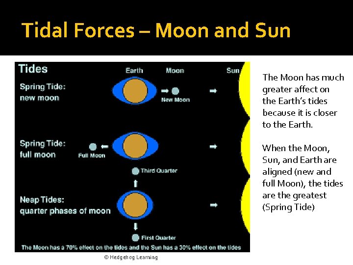 Tidal Forces – Moon and Sun The Moon has much greater affect on the