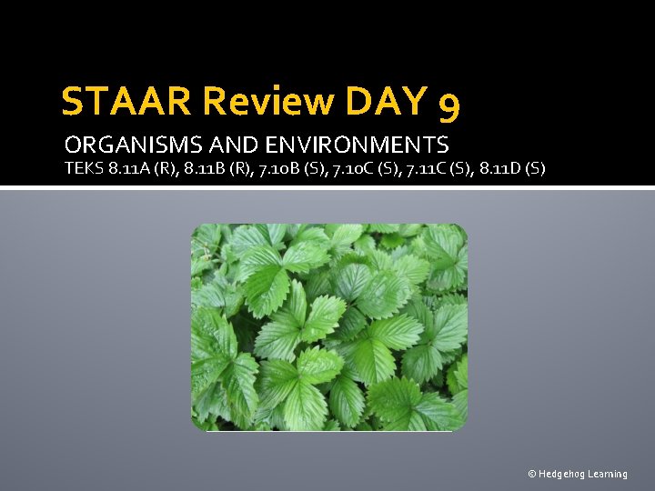 STAAR Review DAY 9 ORGANISMS AND ENVIRONMENTS TEKS 8. 11 A (R), 8. 11