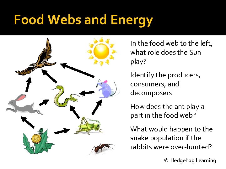 Food Webs and Energy In the food web to the left, what role does