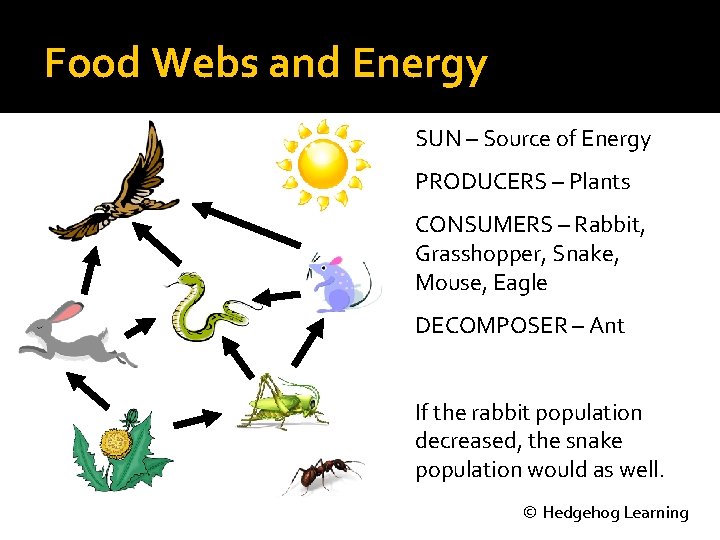 Food Webs and Energy SUN – Source of Energy PRODUCERS – Plants CONSUMERS –