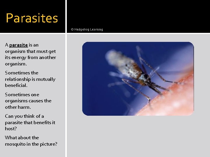 Parasites © Hedgehog Learning A parasite is an organism that must get its energy