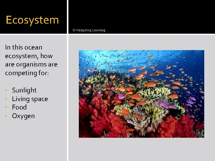 Ecosystem © Hedgehog Learning In this ocean ecosystem, how are organisms are competing for: