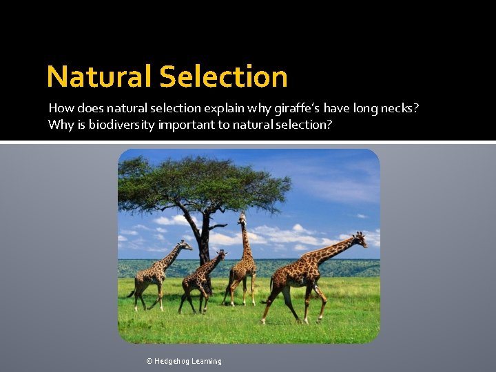 Natural Selection How does natural selection explain why giraffe’s have long necks? Why is