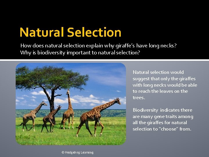 Natural Selection How does natural selection explain why giraffe’s have long necks? Why is