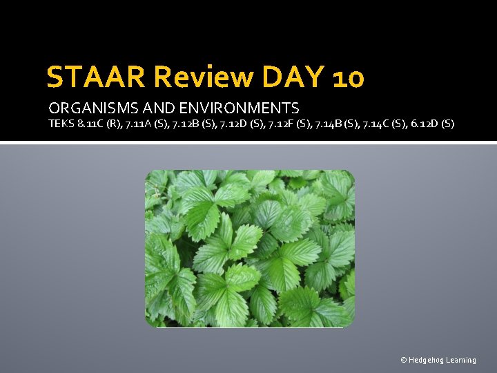 STAAR Review DAY 10 ORGANISMS AND ENVIRONMENTS TEKS 8. 11 C (R), 7. 11