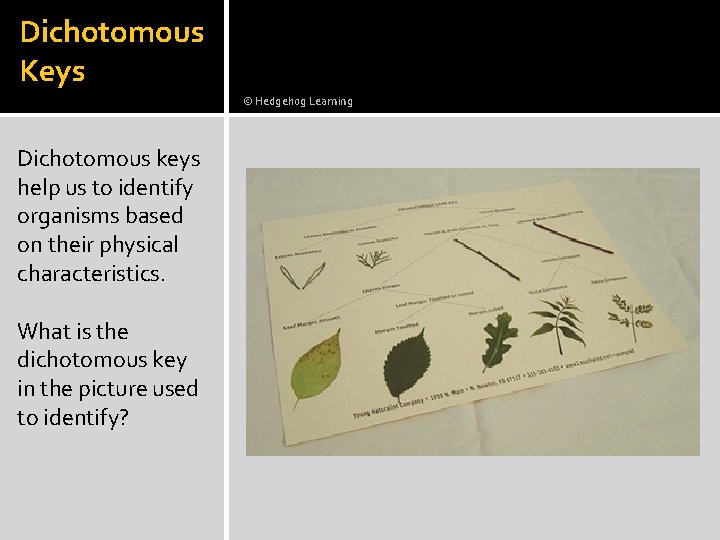 Dichotomous Keys © Hedgehog Learning Dichotomous keys help us to identify organisms based on