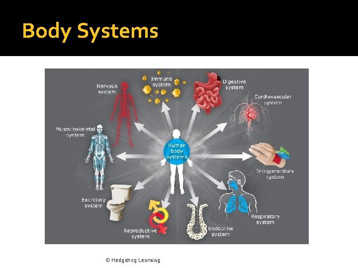 Body Systems © Hedgehog Learning 