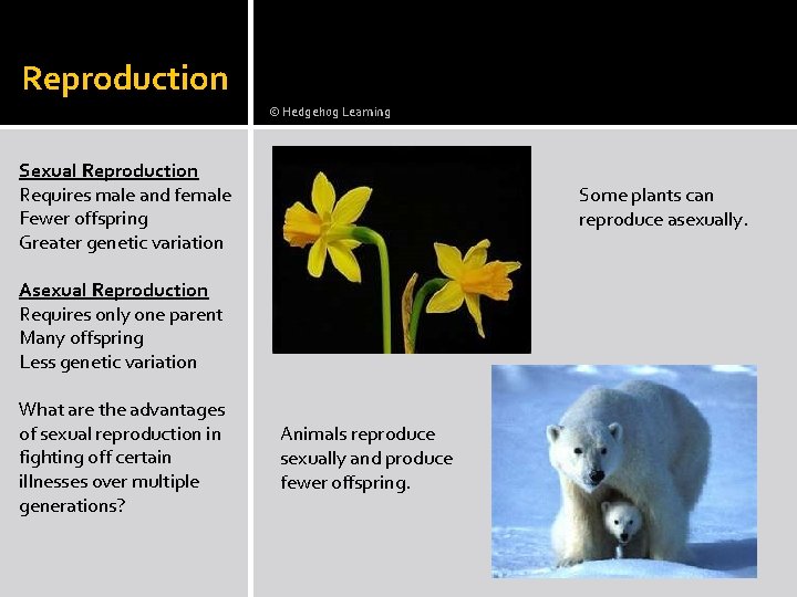 Reproduction © Hedgehog Learning Sexual Reproduction Requires male and female Fewer offspring Greater genetic