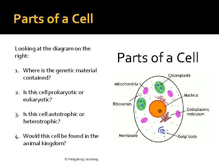 Parts of a Cell Looking at the diagram on the right: 1. Where is