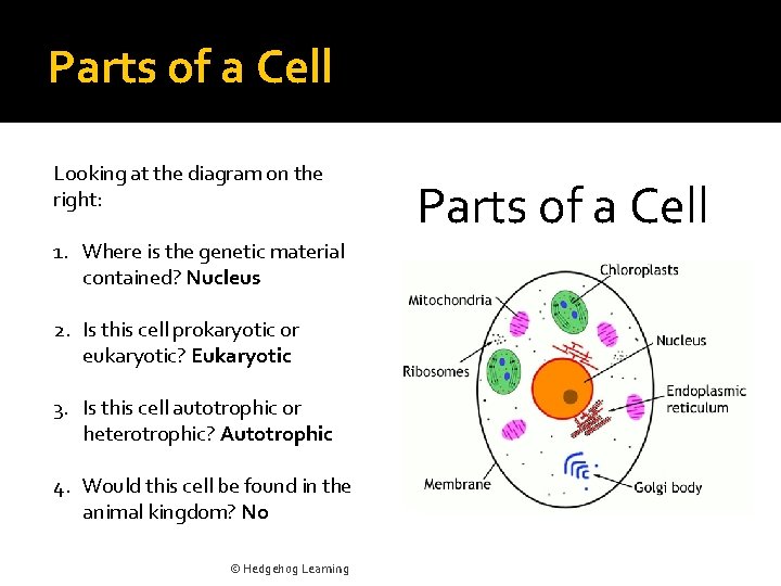 Parts of a Cell Looking at the diagram on the right: 1. Where is
