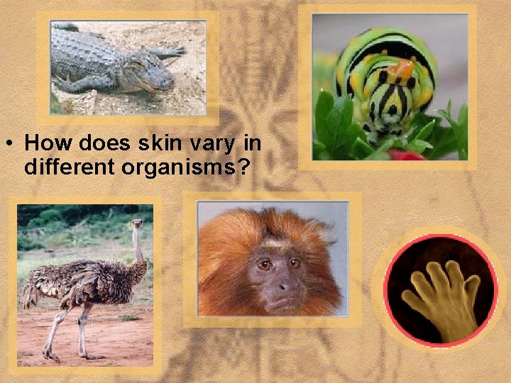  • How does skin vary in different organisms? 