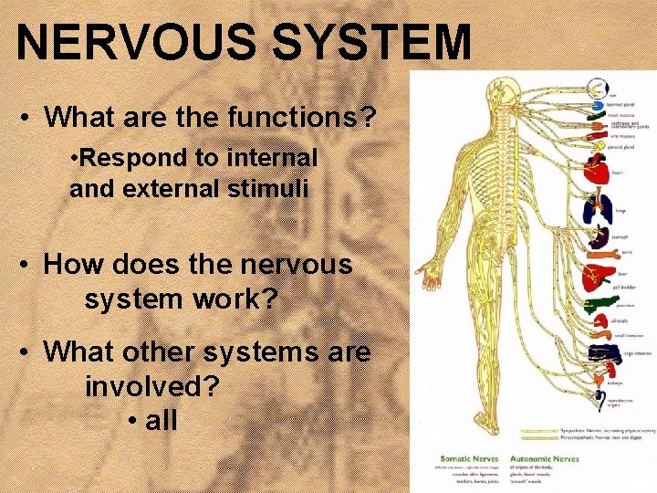 NERVOUS SYSTEM • What are the functions? • Respond to internal and external stimuli