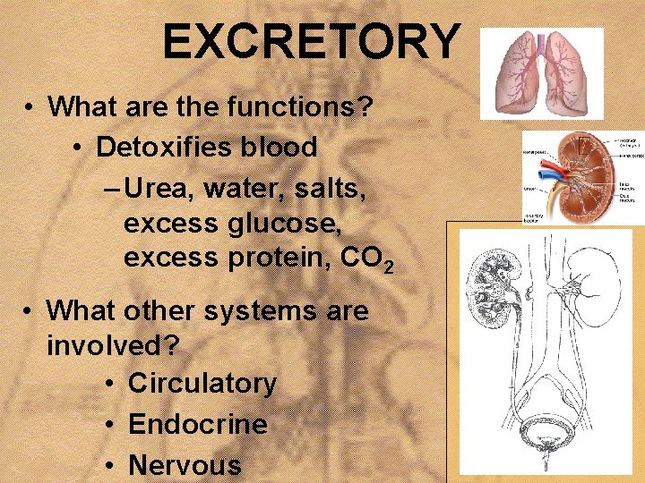 EXCRETORY • What are the functions? • Detoxifies blood – Urea, water, salts, excess