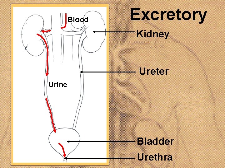 Blood Excretory Kidney Ureter Urine Bladder Urethra 