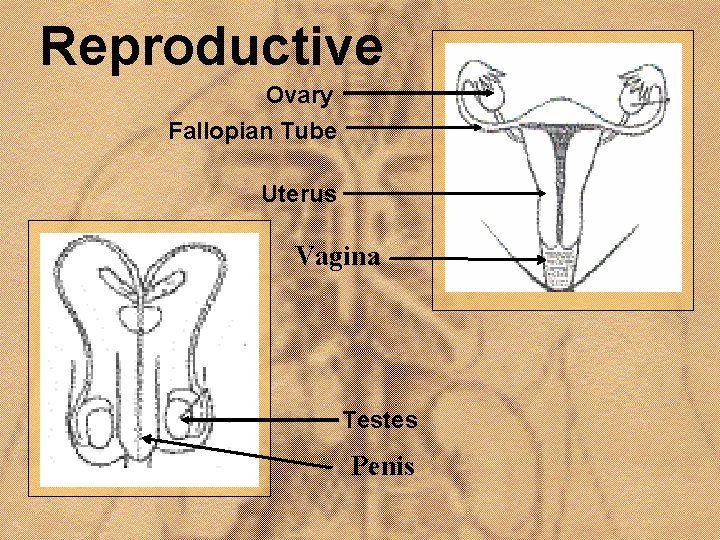 Reproductive Ovary Fallopian Tube Uterus Vagina Testes Penis 