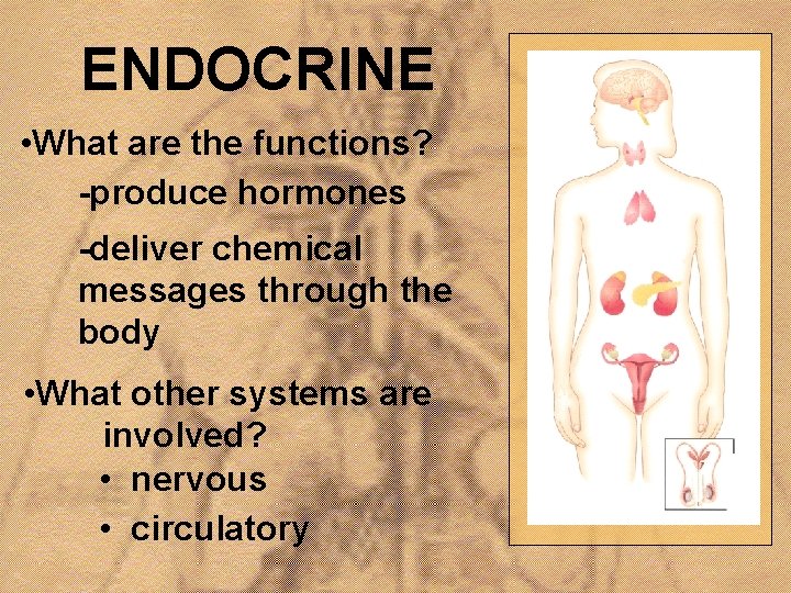 ENDOCRINE • What are the functions? -produce hormones -deliver chemical messages through the body