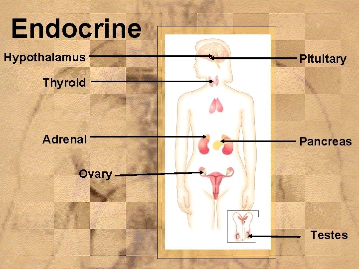 Endocrine Hypothalamus Pituitary Thyroid Adrenal Pancreas Ovary Testes 