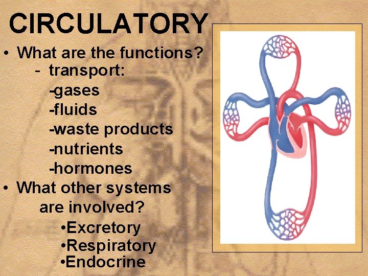 CIRCULATORY • What are the functions? - transport: -gases -fluids -waste products -nutrients -hormones