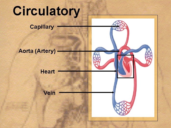 Circulatory Capillary Aorta (Artery) Heart Vein 