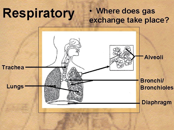 Respiratory • Where does gas exchange take place? Alveoli Trachea Lungs Bronchi/ Bronchioles Diaphragm