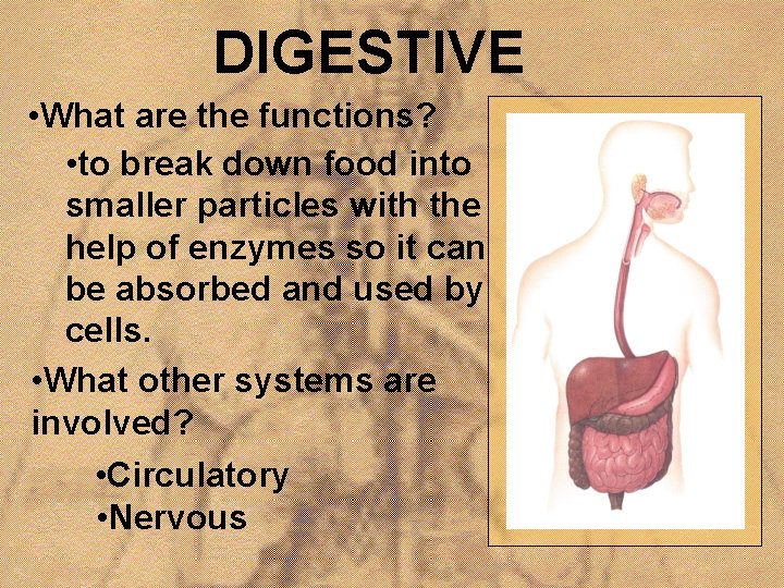 DIGESTIVE • What are the functions? • to break down food into smaller particles