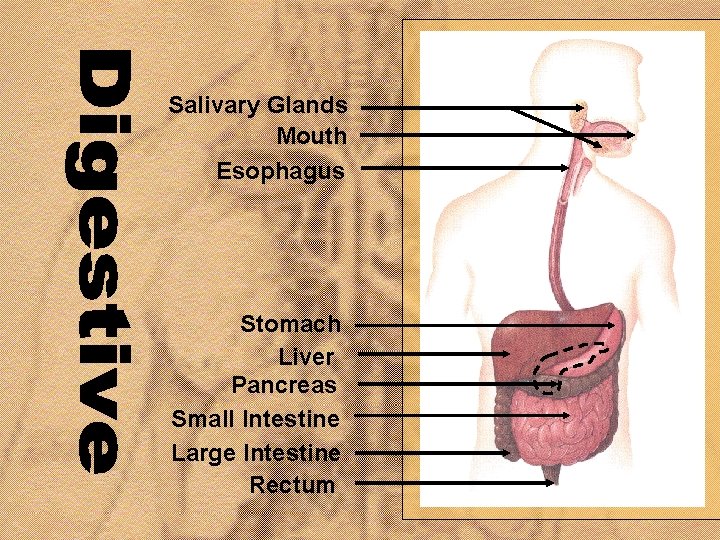 Salivary Glands Mouth Esophagus Digestive Stomach Liver Pancreas Small Intestine Large Intestine Rectum 