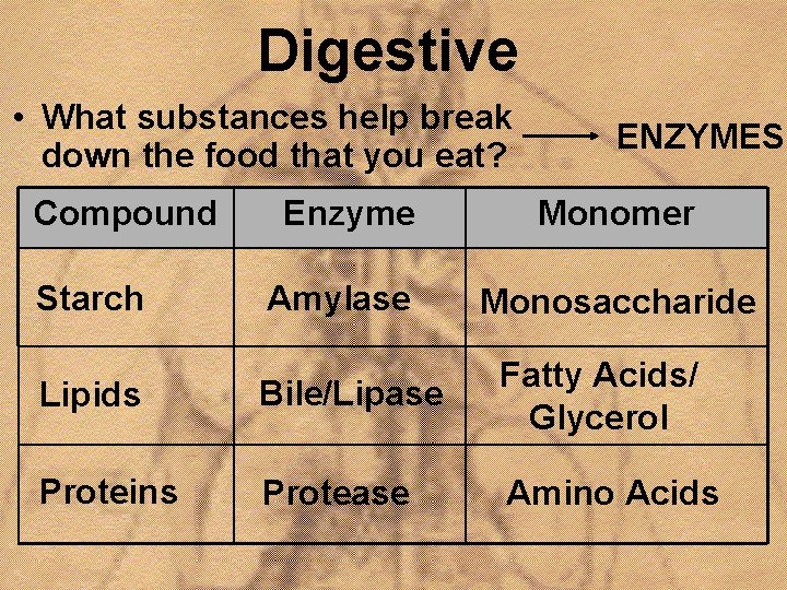 Digestive • What substances help break down the food that you eat? Compound Starch