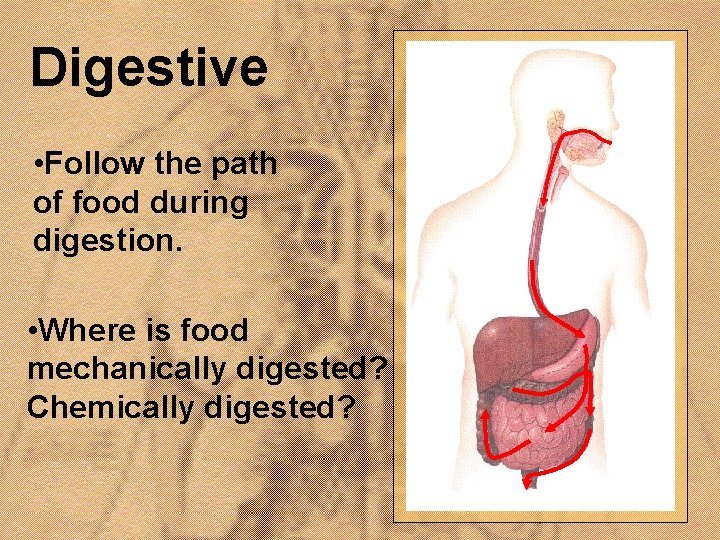 Digestive • Follow the path of food during digestion. • Where is food mechanically