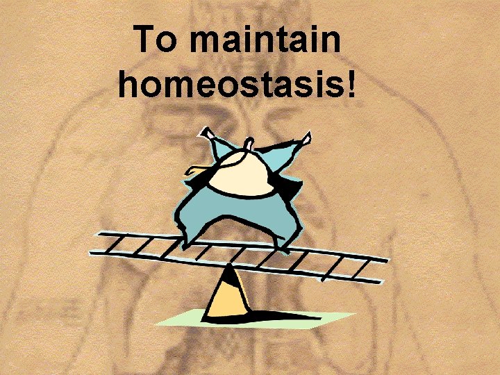 To maintain homeostasis! 