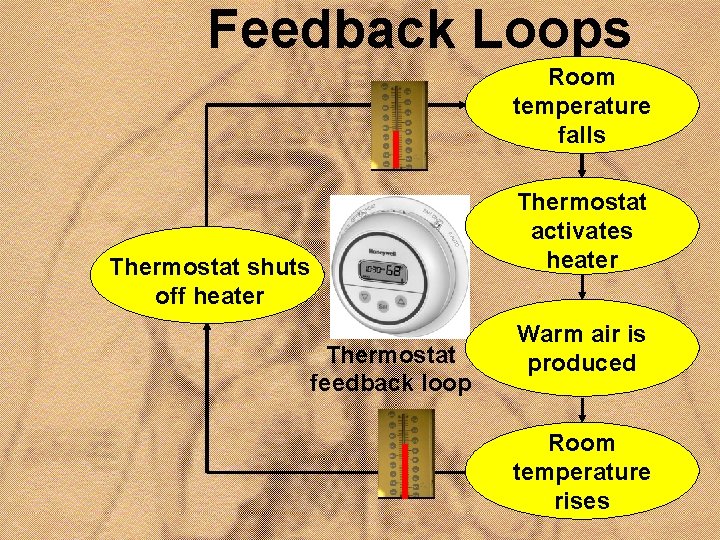 Feedback Loops Room temperature falls Thermostat shuts off heater Thermostat feedback loop Thermostat activates