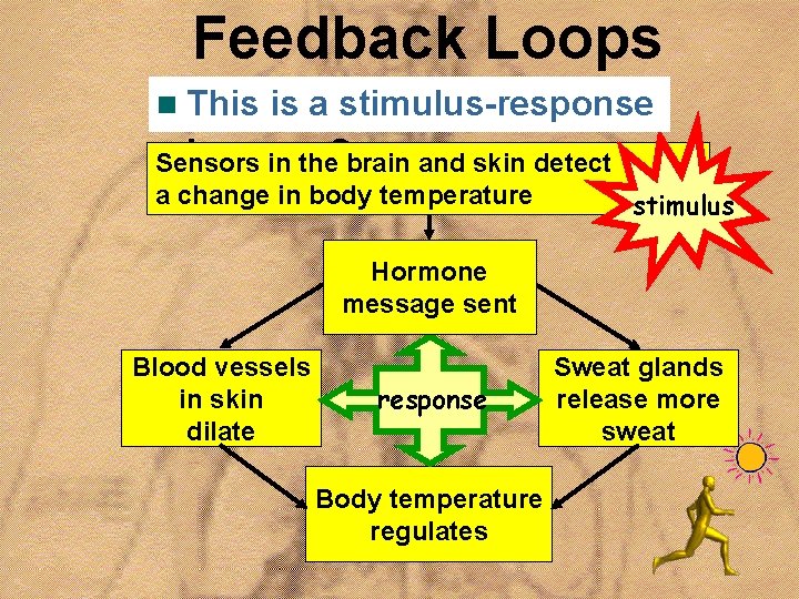 Feedback Loops n a stimulus-response • This Howisdoes this happen? Sensors in the brain