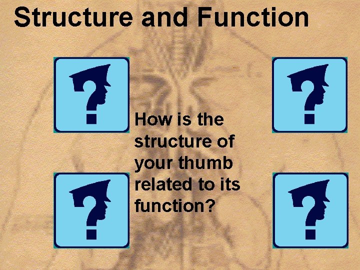 Structure and Function • How is the structure of your thumb related to its