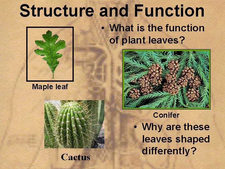 Structure and Function • What is the function of plant leaves? Maple leaf Conifer