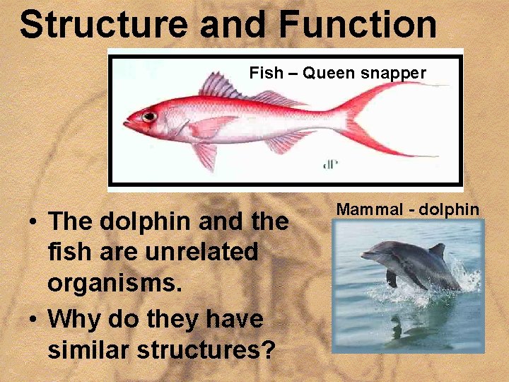 Structure and Function Fish – Queen snapper • The dolphin and the fish are