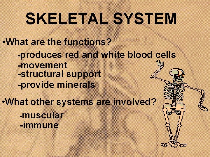 SKELETAL SYSTEM • What are the functions? -produces red and white blood cells -movement