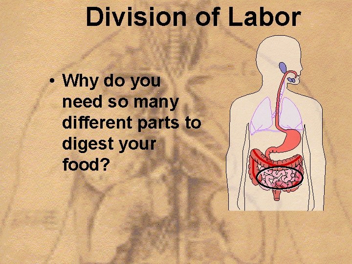 Division of Labor • Why do you need so many different parts to digest